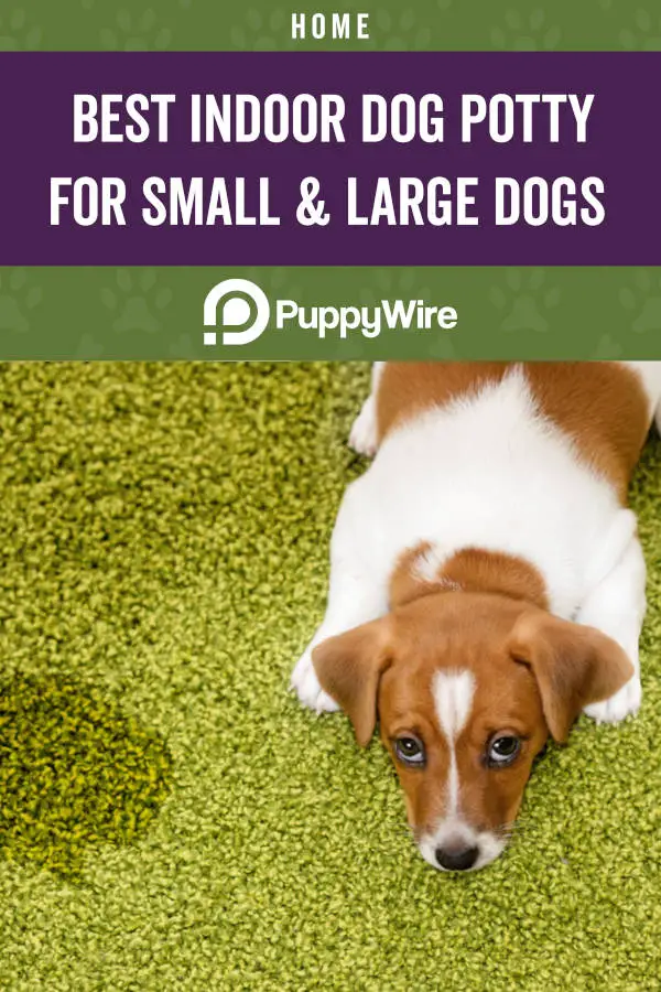 Best Indoor Dog Potty for Small & Large Dogs