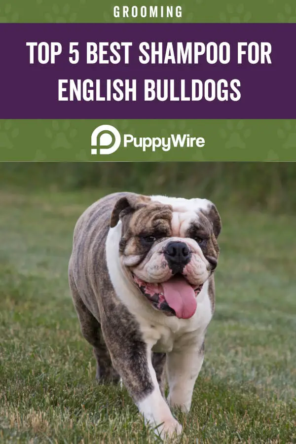 Top 5 Best Shampoo for English Bulldogs