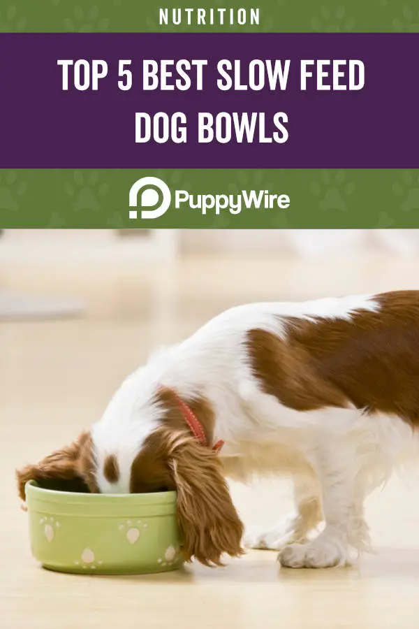 Top 5 Best Slow Feed Dog Bowls