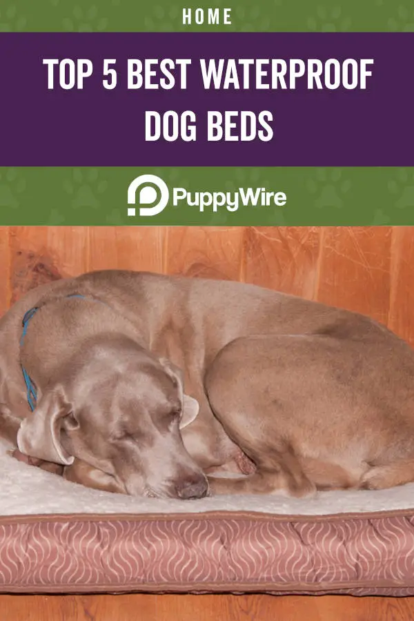 Top 5 Best Waterproof Dog Beds