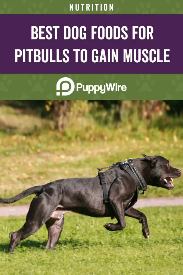 Best Dog Foods for Pitbulls to Gain Muscle