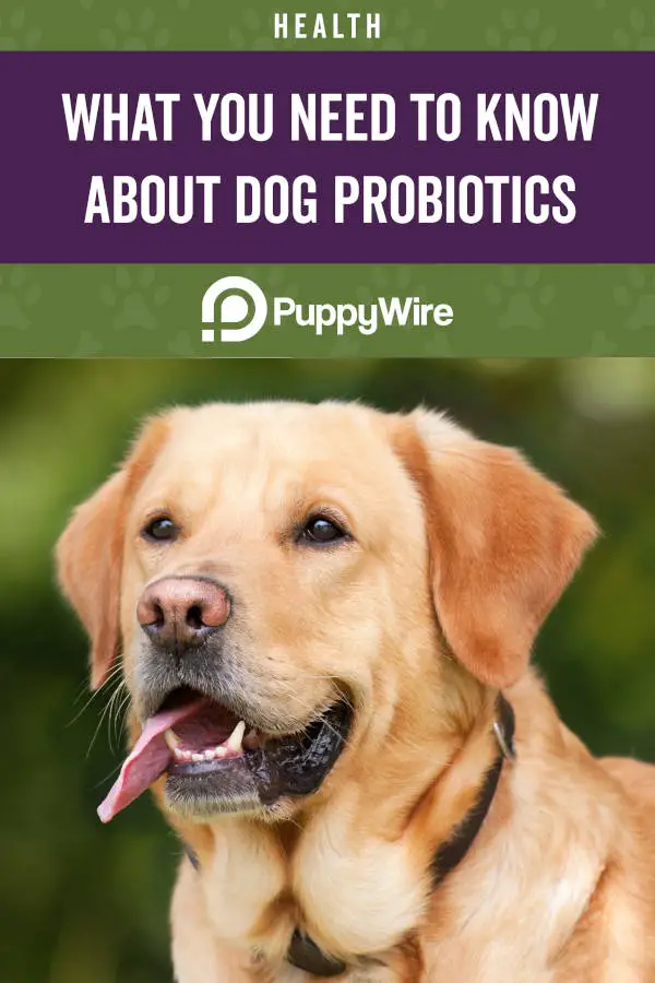 What You Need to Know About Probiotics for Dogs