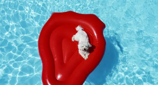 Maltese in pool sitting on a float