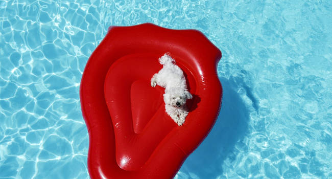 Maltese in pool sitting on a float