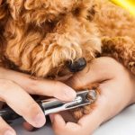 Dog getting nails trimmed