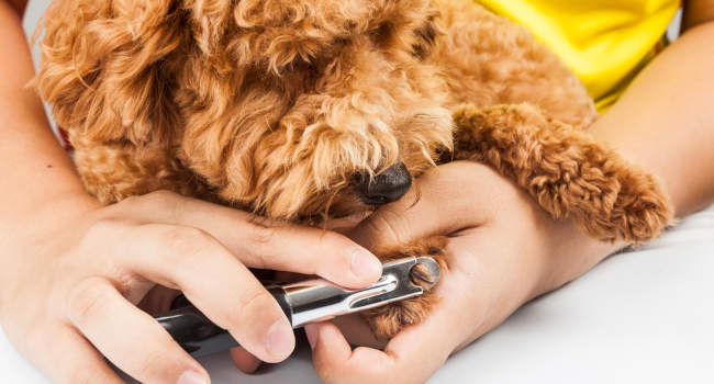 Dog getting nails trimmed