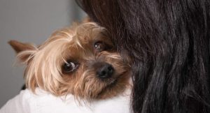 Yorkie being held by owner