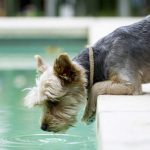 Yorkie wanting to swim in pool