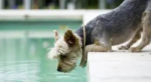 Yorkie wanting to swim in pool
