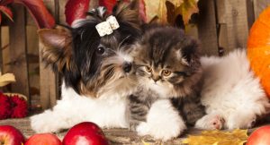 Yorkie with cat